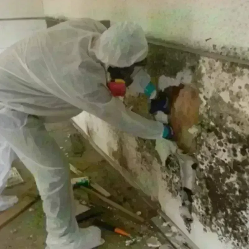 Mold Remediation and Removal in North Seekonk, MA